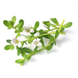 Bacopa
