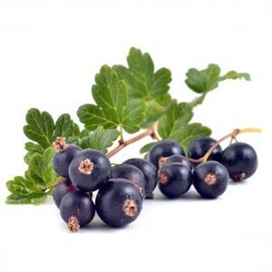 Cassis
