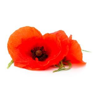 Coquelicot