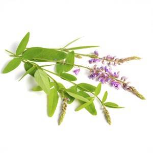 Desmodium