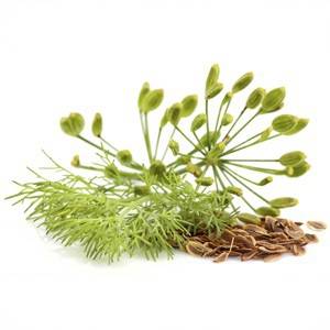 Fenouil