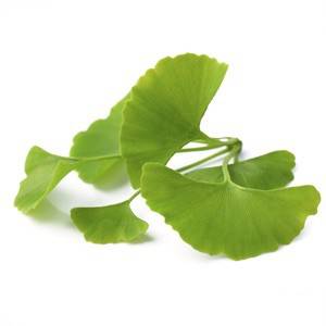 Ginkgo Biloba