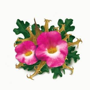 Harpagophytum