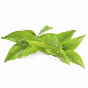 Maté