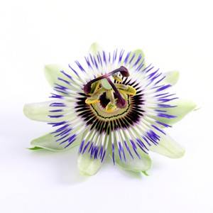 Passiflore