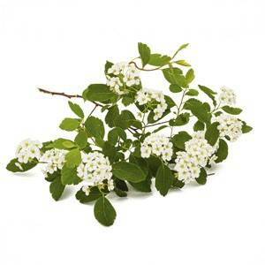 Reine des prés