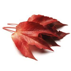 Vigne rouge
