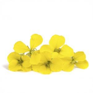 Erysimum