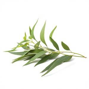Eucalyptus