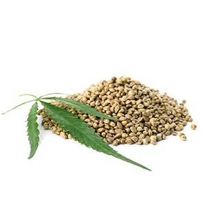 Cannabis sativa
